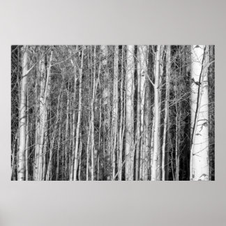 《植物》アスペン林 ポスター