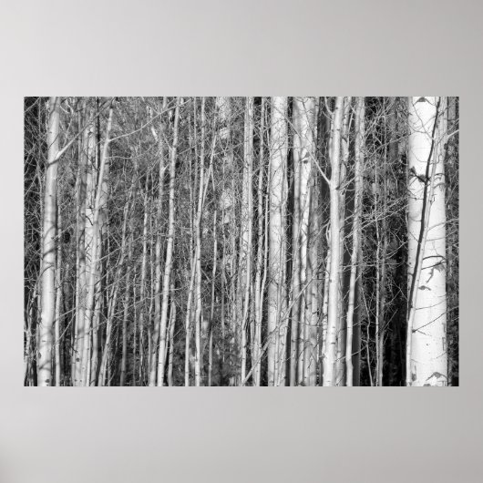 《植物》アスペン林 ポスター (正面)