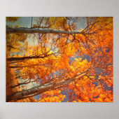 《植物》アスペン栄光 ポスター (正面)