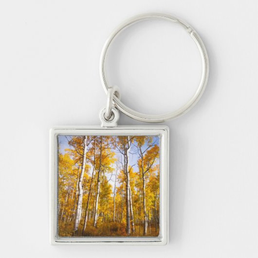 《植物》アスペン溝黄色紅葉 キーホルダー (正面)