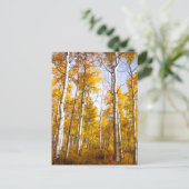 《植物》アスペン溝黄色紅葉 ポストカード (スタンド正面)