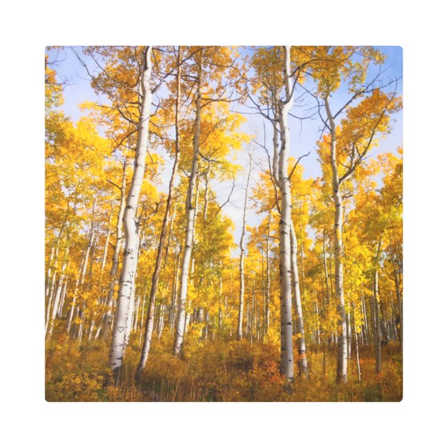 《植物》アスペン溝黄色紅葉 メタルプリント (正面)