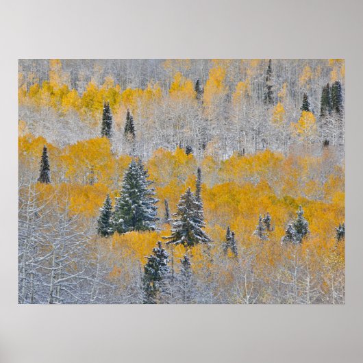 《植物》アスペン紅葉&フレッシュスノーキーブラー峠 ポスター (正面)