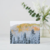 《植物》アスペン紅葉&フレッシュスノーキーブラー峠 ポストカード (スタンド正面)