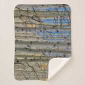 《植物》アスペン群 |コロラドロッキー山脈 シェルパブランケット (正面)