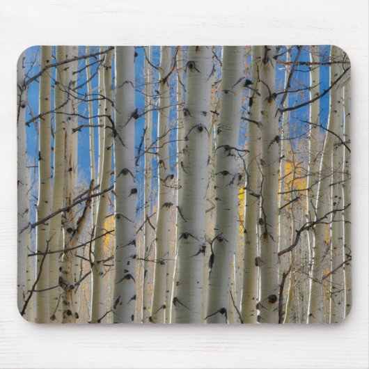 《植物》アスペン群 |コロラドロッキー山脈 マウスパッド (正面)