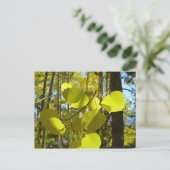 《植物》アスペン葉書 ポストカード (スタンド正面)