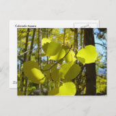 《植物》アスペン葉書 ポストカード (正面/裏面)