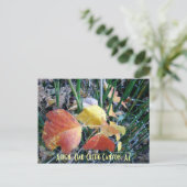 《植物》アスペン，オーククリークキャニオン， AZ ポストカード (スタンド正面)