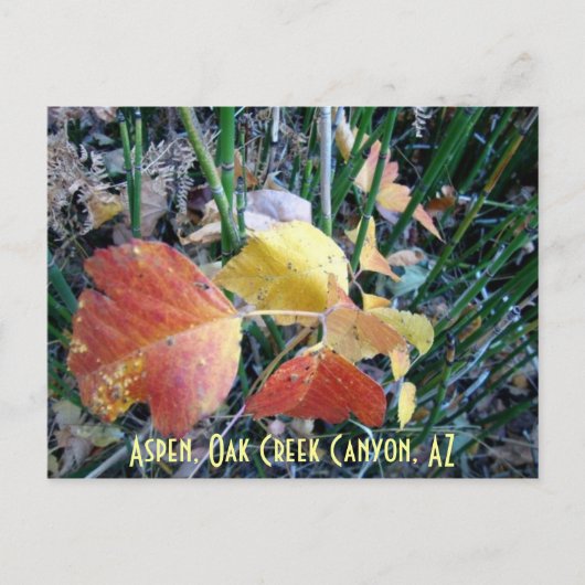 《植物》アスペン，オーククリークキャニオン， AZ ポストカード (正面)