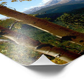 《植物》アスペン フォトプリント            (角)