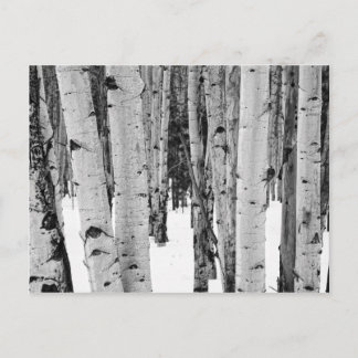 《植物》アスペン ポストカード