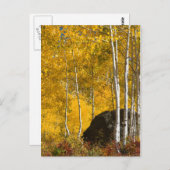 《植物》アスペン ポストカード (正面/裏面)