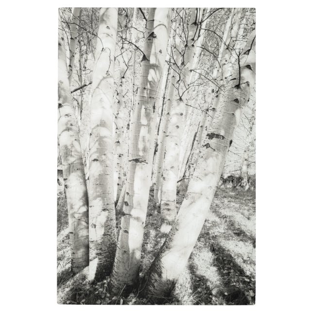 《植物》アスペンbw メタルプリント (正面)