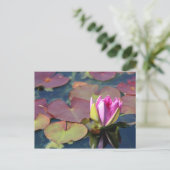 《植物》スイレンはがき ポストカード (スタンド正面)