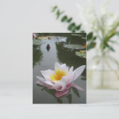 《植物》スイレンはがき ポストカード (スタンド正面)