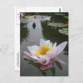 《植物》スイレンはがき ポストカード (正面/裏面)