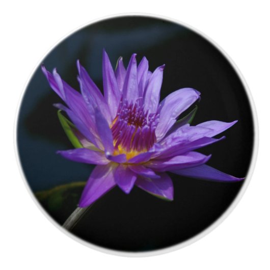 《植物》スイレンセラミックノブ セラミックノブ (正面)