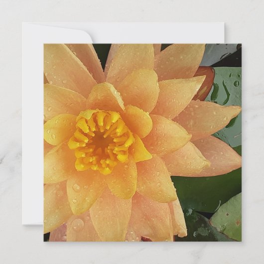 《植物》スイレンハート カード (正面)