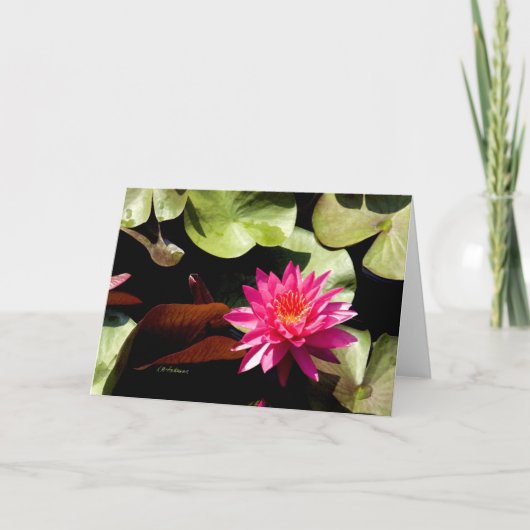 《植物》スイレンバラ1 カード (正面)