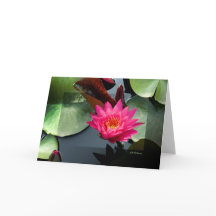 《植物》スイレンバラ3号