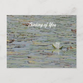 《植物》スイレンポンドレイクフラワーIポストカード ポストカード (正面)