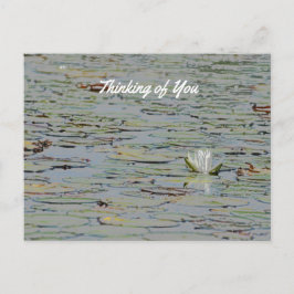 《植物》スイレンポンドレイクフラワーIポストカード ポストカード
