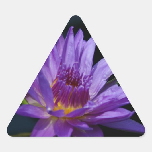 《植物》スイレンロータス 三角形シール (正面)