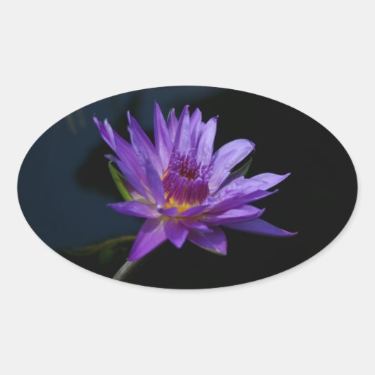 《植物》スイレンロータス 楕円形シール (正面)