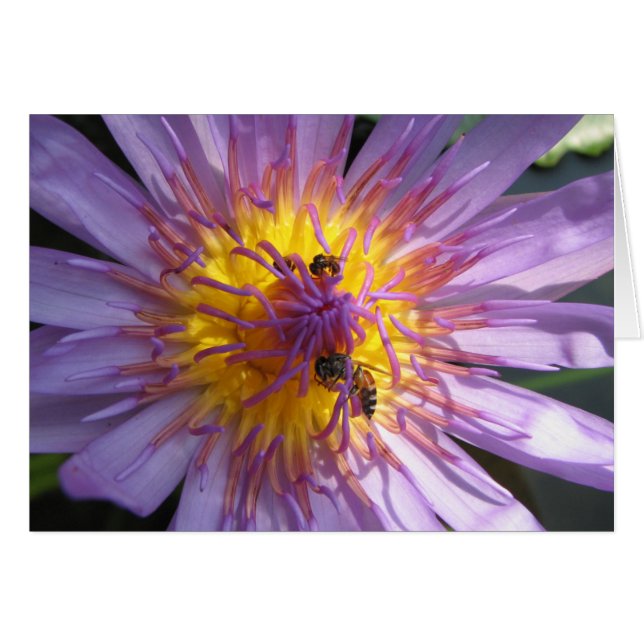 《植物》スイレン (正面横)