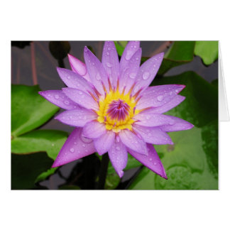 《植物》スイレン