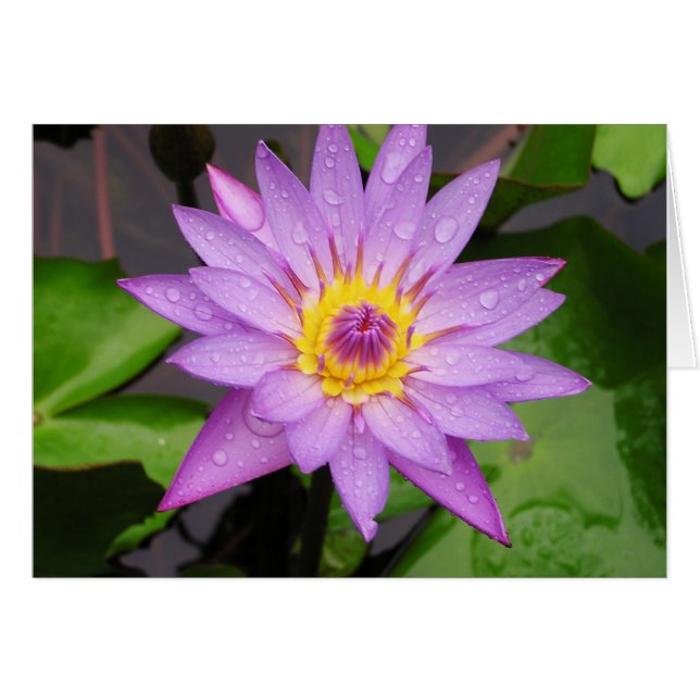 《植物》スイレン (正面横)