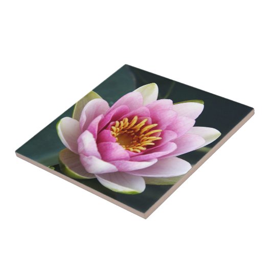 《植物》スイレン タイル (側面)