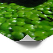 《植物》スイレン ポスター (角)