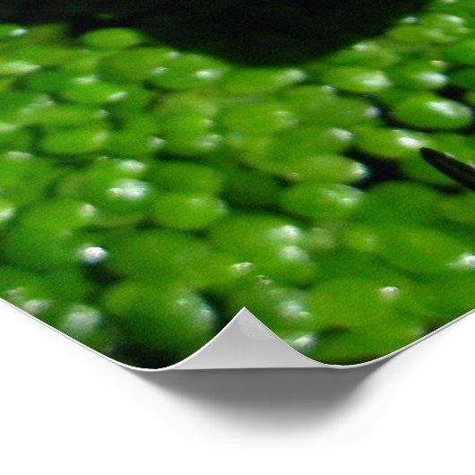 《植物》スイレン ポスター (角)