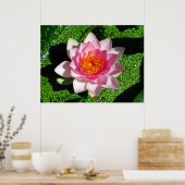 《植物》スイレン ポスター (キッチン)