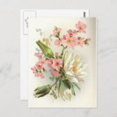 《植物》スイレン ポストカード (正面/裏面)