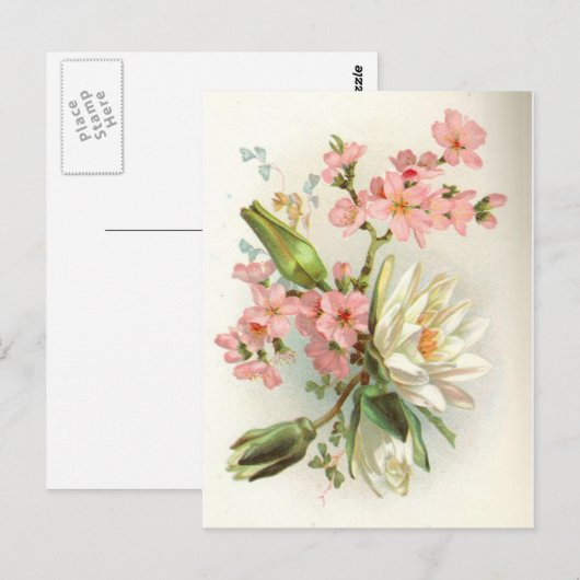 《植物》スイレン ポストカード (正面/裏面)