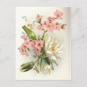 《植物》スイレン ポストカード (正面)