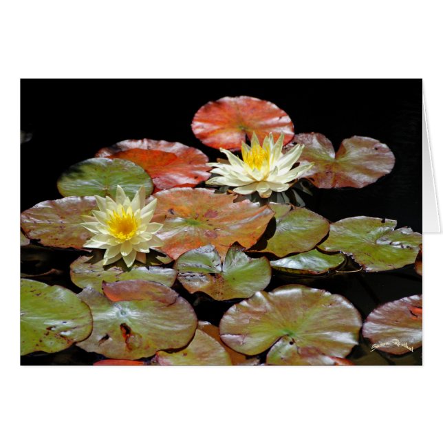 《植物》スイレンII (正面横)