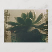 植物 ポストカード (正面)