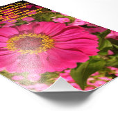 《植物》百日草とイザヤ61:11 フォトプリント            (角)