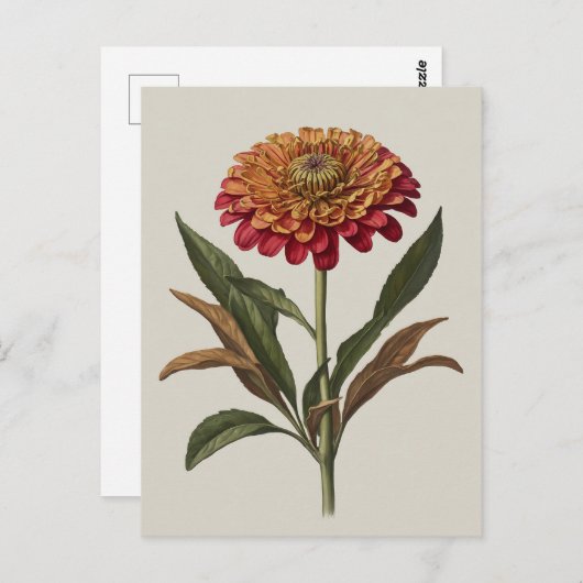 《植物》百日草のはがきイラストレーション ポストカード (正面/裏面)