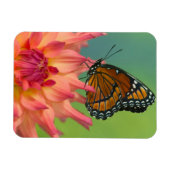 《植物》百日草の上の副蝶 マグネット (横)