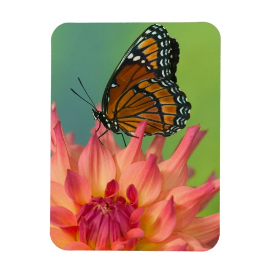 《植物》百日草の上の副蝶 マグネット (縦)