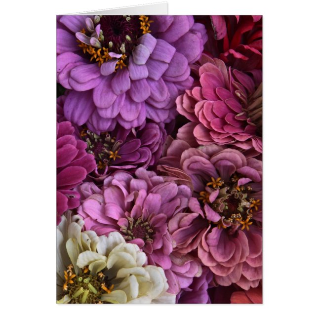 《植物》百日草の切れ (正面)