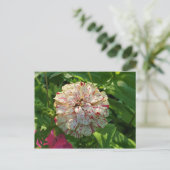 《植物》百日草はがき ポストカード (スタンド正面)