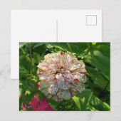 《植物》百日草はがき ポストカード (正面/裏面)