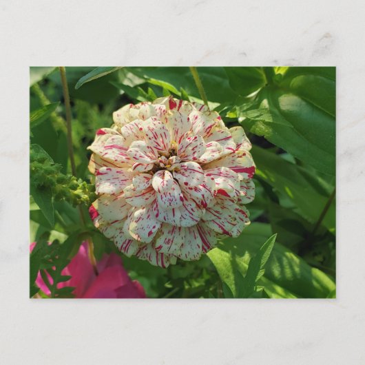 《植物》百日草はがき ポストカード (正面)