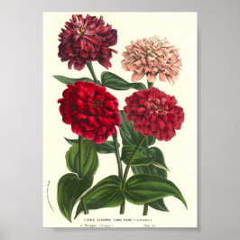 《植物》百日草エレガンス/Common Zinnias by Van Houtte ポスター